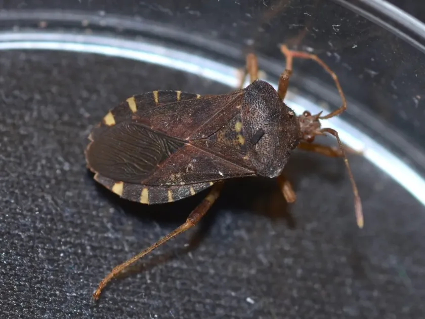 Anasa scorbutica