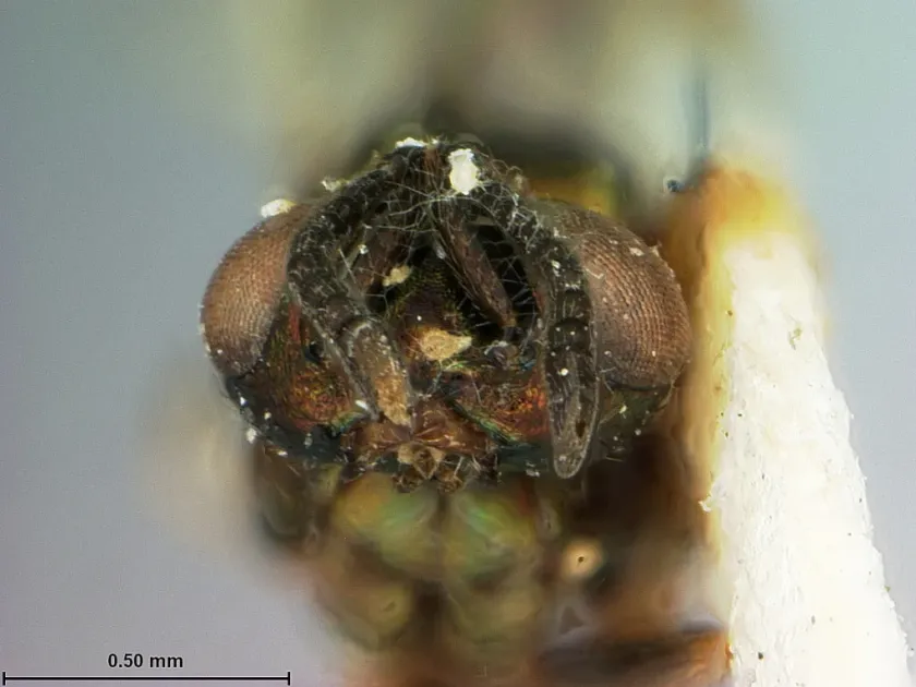 Mesocomys albitarsis