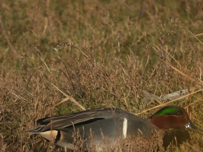 Green-winged teal