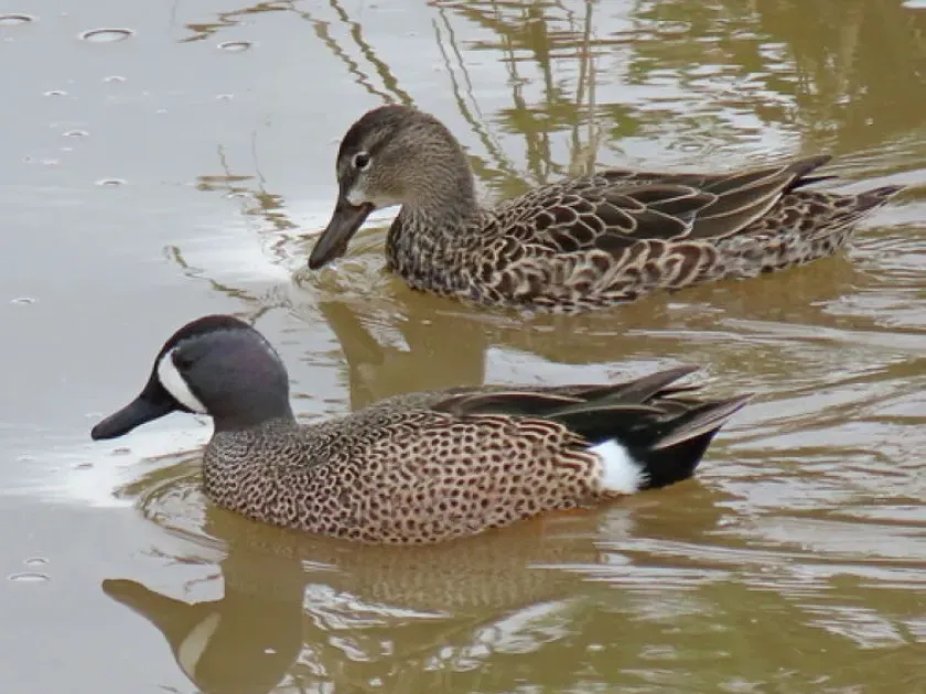 Blue-winged teal