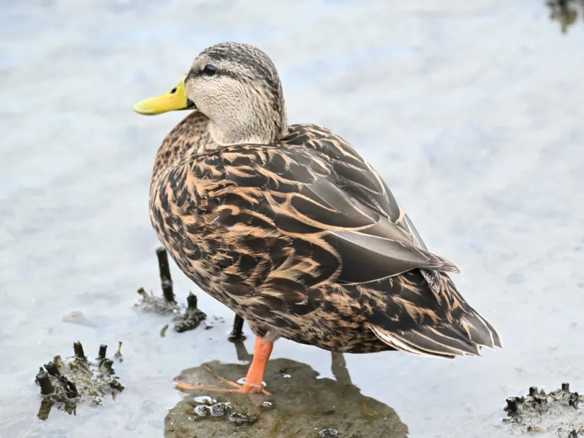 Florida mottled duck