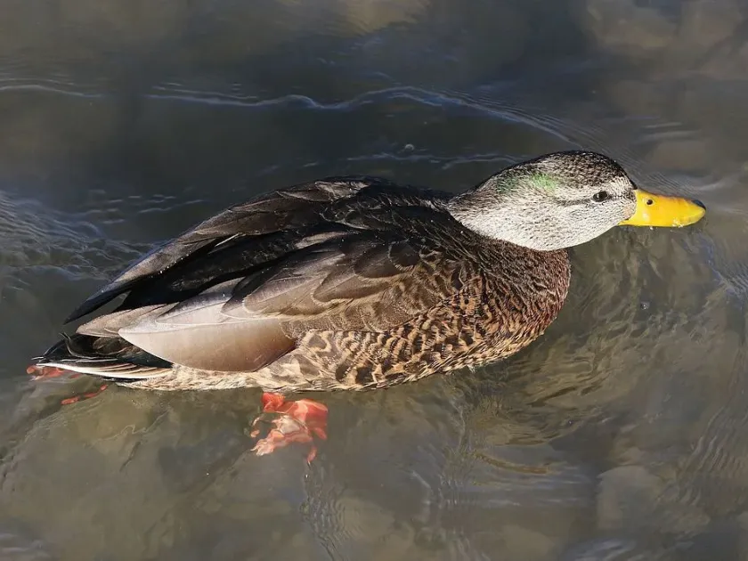 Mexican duck
