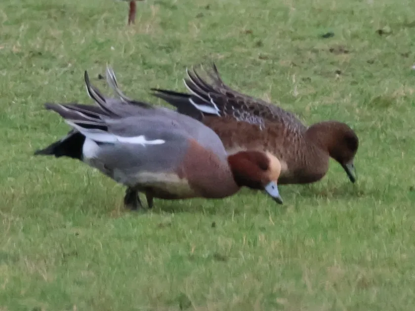 Eurasian wigeon