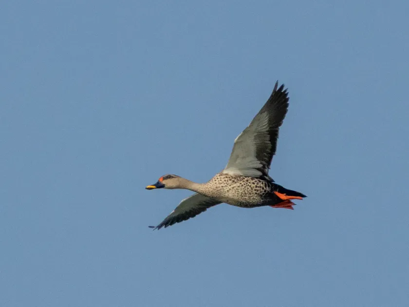 Spot-billed duck