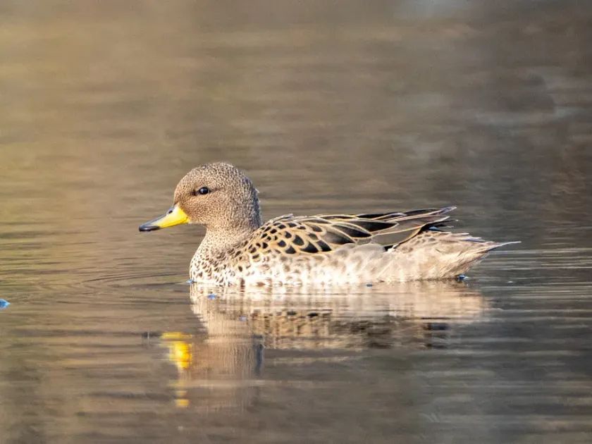 Duck