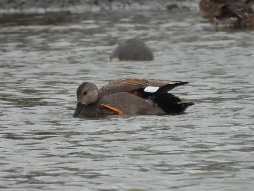 Gadwall