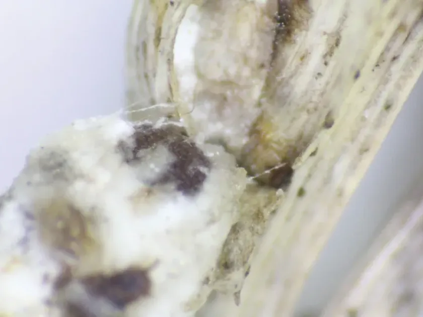 Anagyrus antoninae