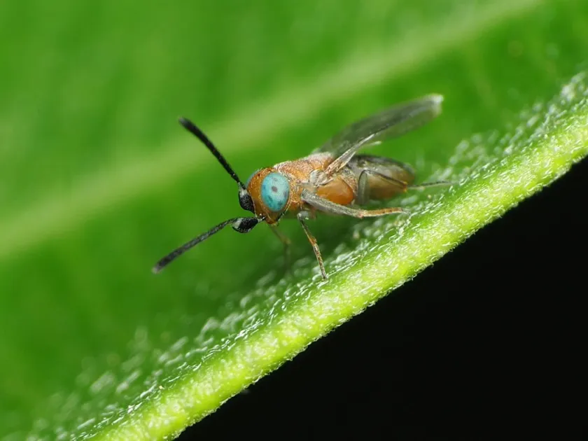 Anagyrus
