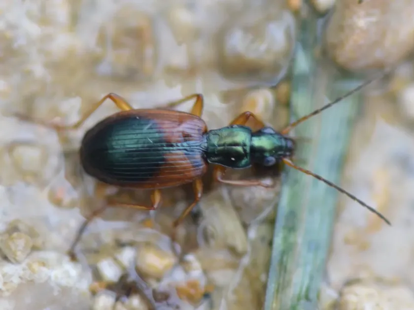 Anchomenus dorsalis