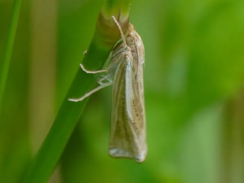 Japanese grass moth
