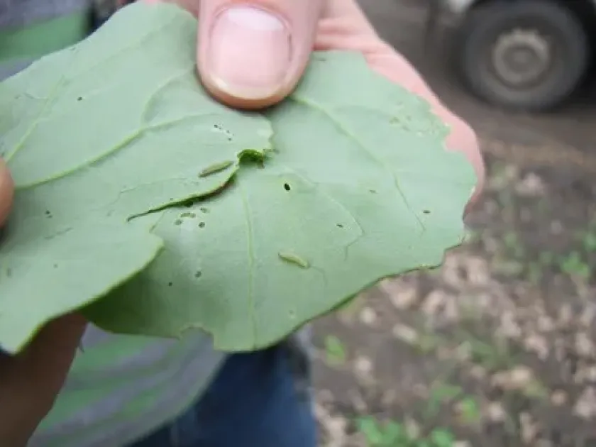 Капустная моль