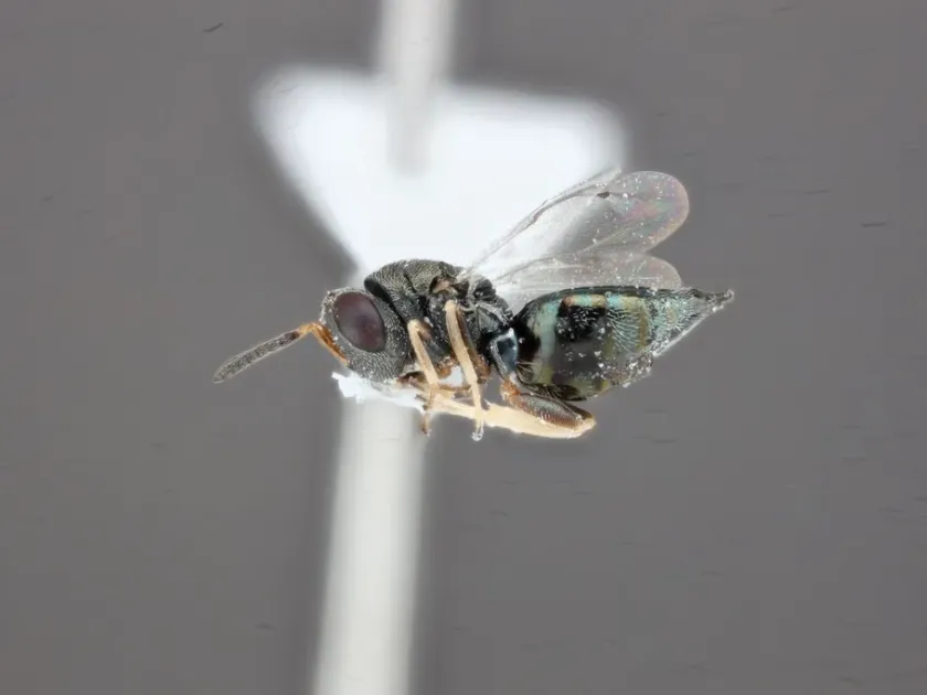 Anisopteromalus calandrae