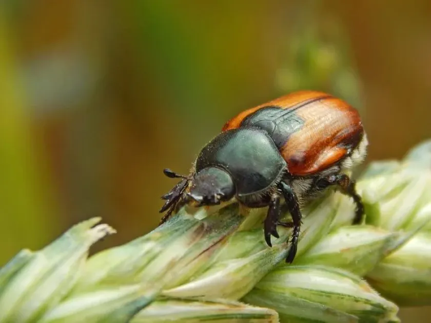 Wheat beetle