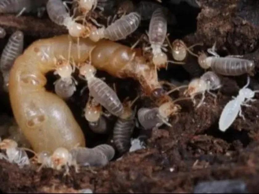Anoplotermes pacificus