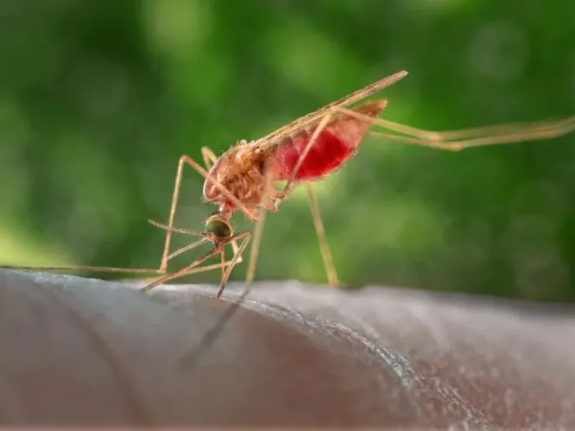 Anopheles atroparvus