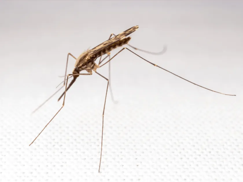 Anopheles culicifacies