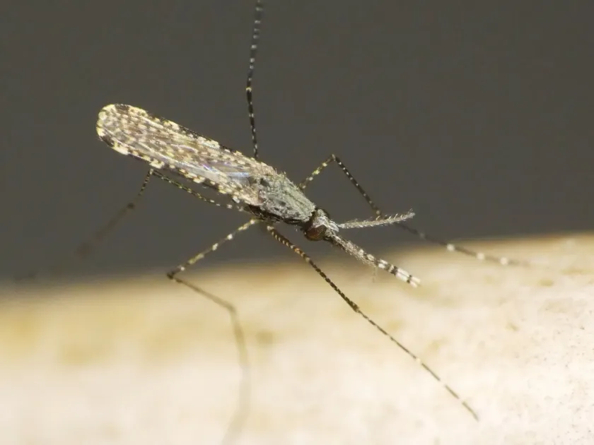 Faro malaria mosquito