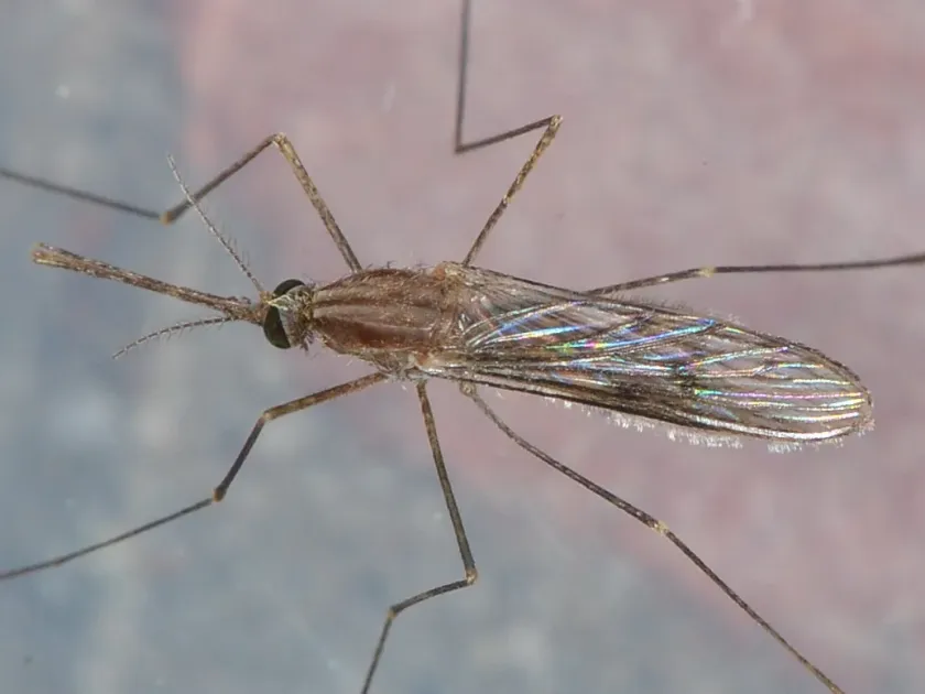 Western malaria mosquito