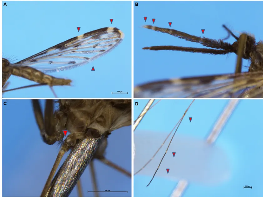 Anopheles sinensis