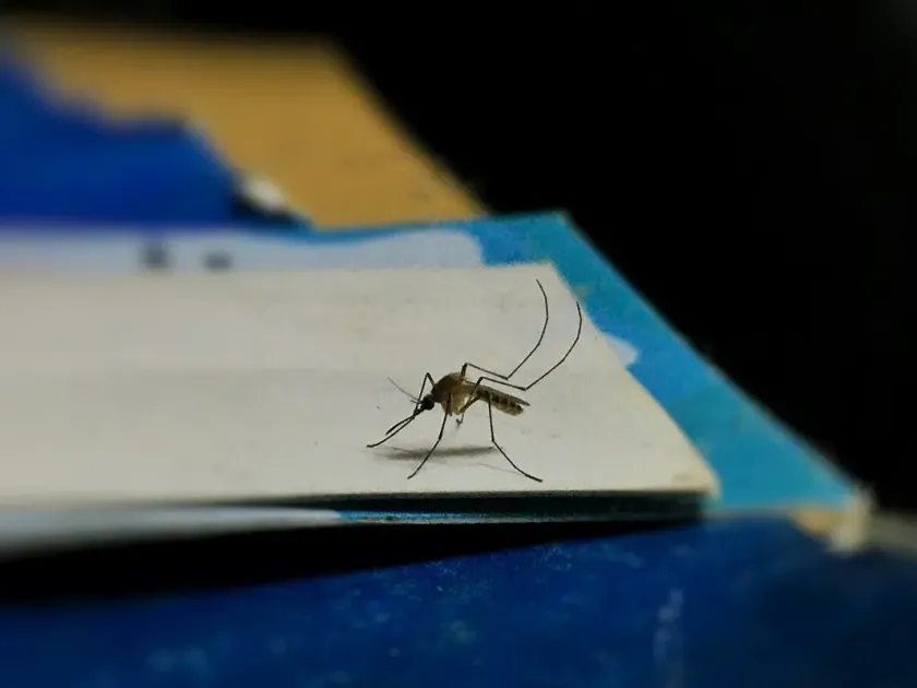 Stephen's malarial mosquito