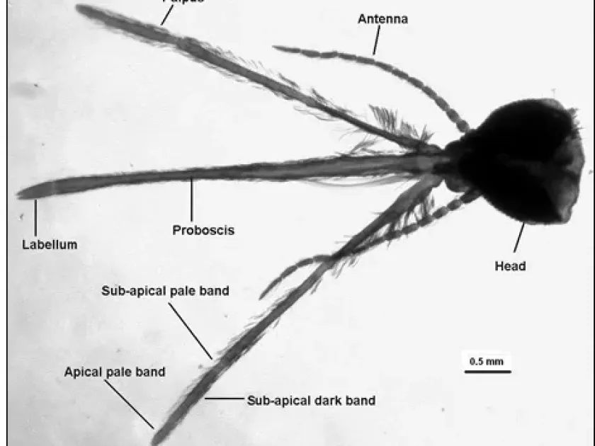 Malaria mosquito