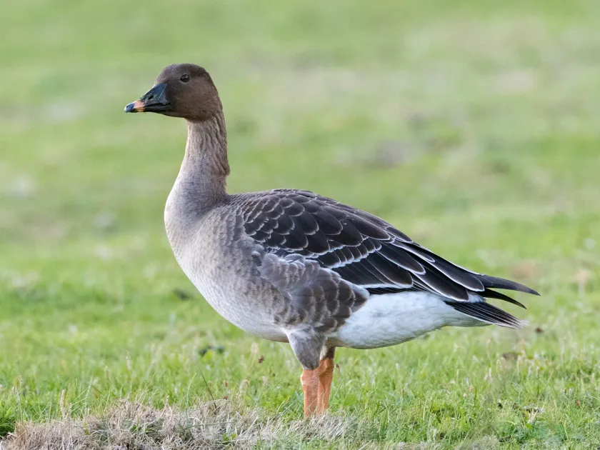 Bean goose