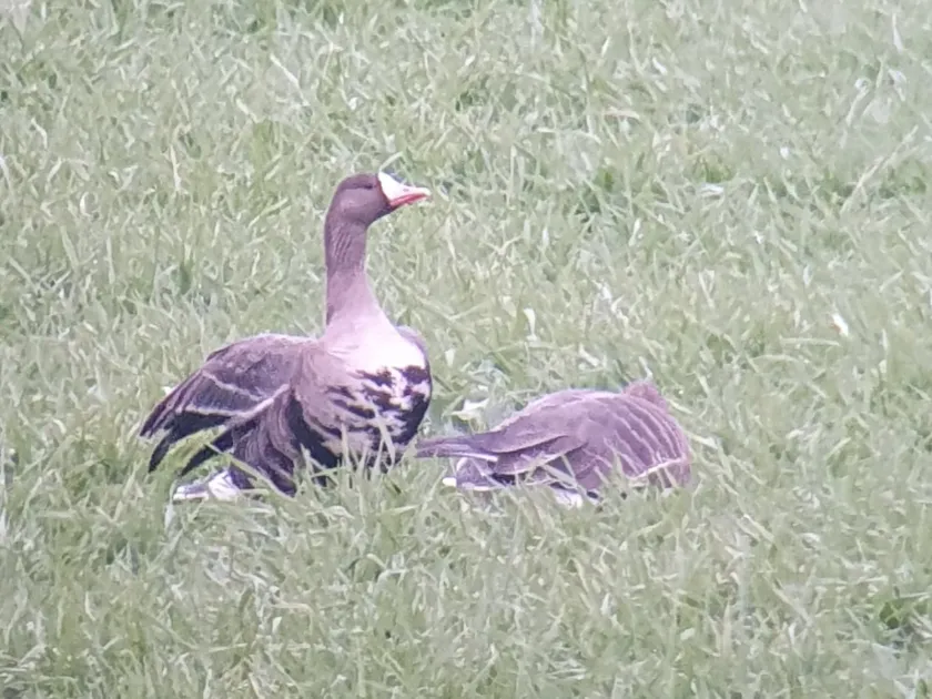 Geese