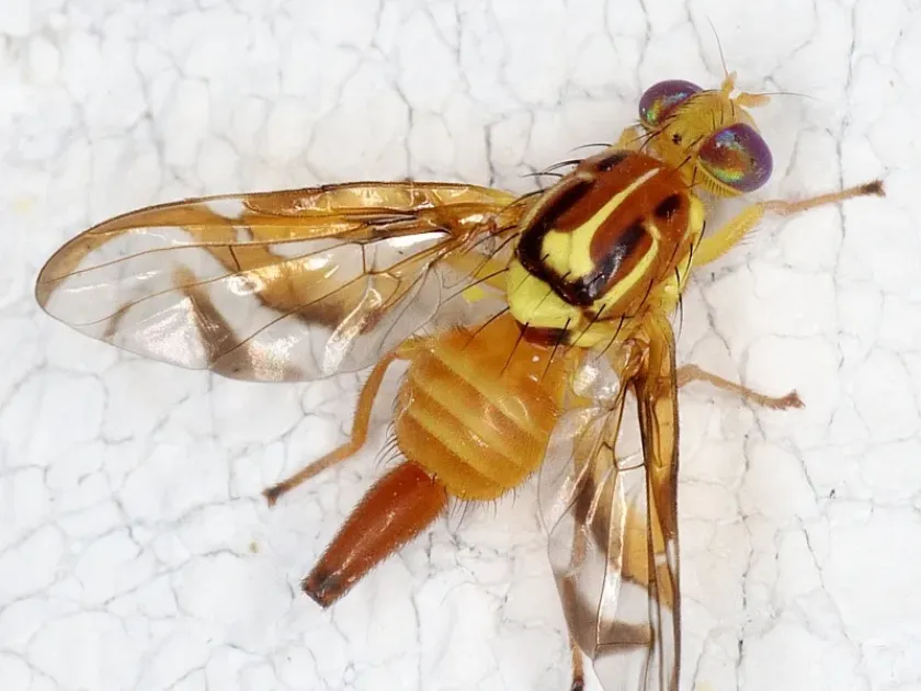 Плодовая муха Anastrepha striata