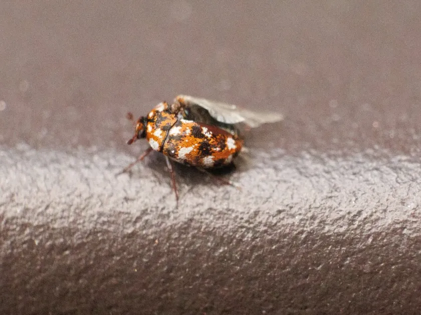Varied carpet beetle