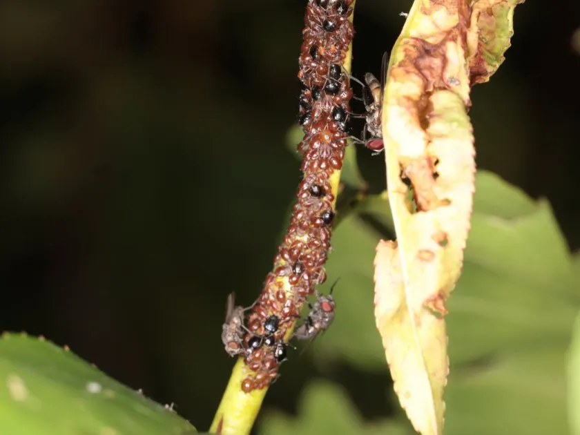 Peach aphid