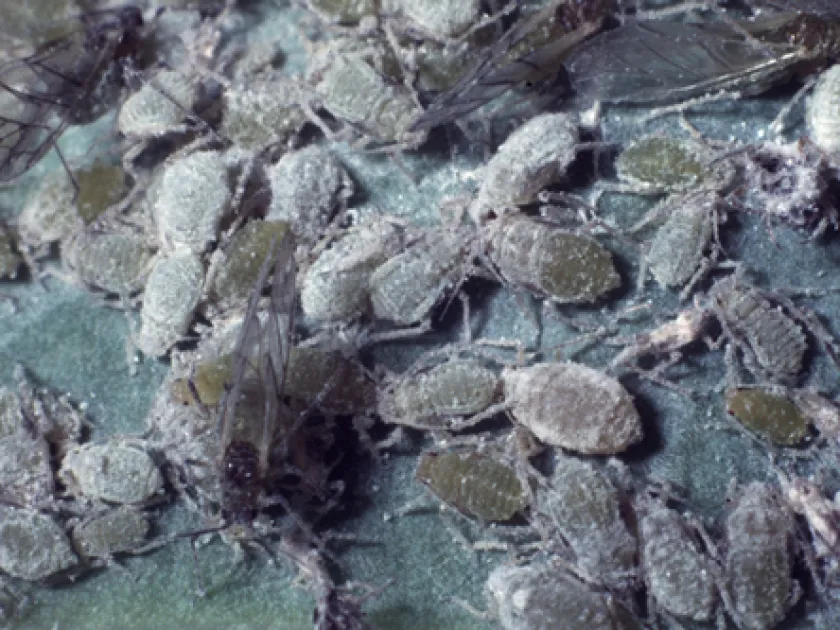 Корневая морковная тля