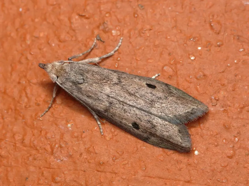 Grain moth