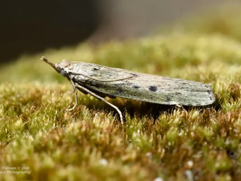 Bee moth