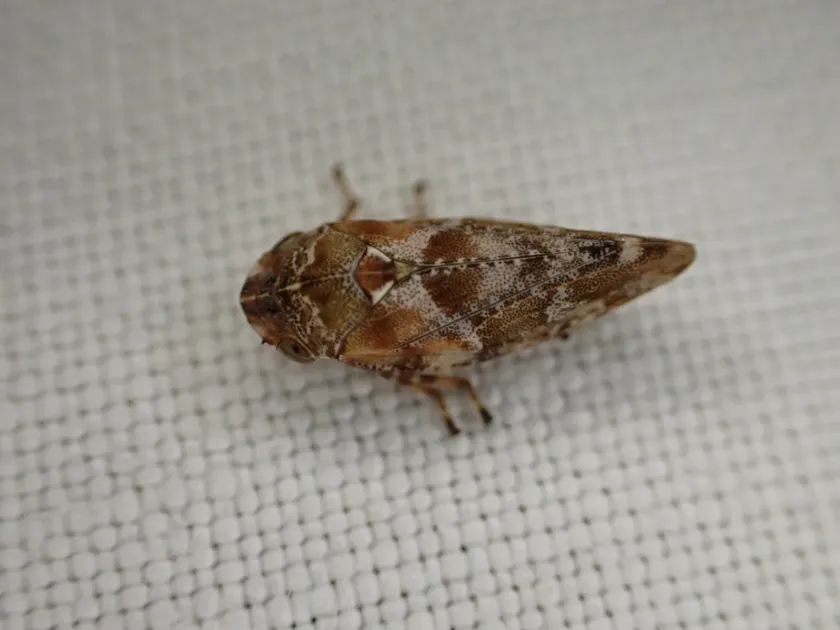 Pine spittlebug