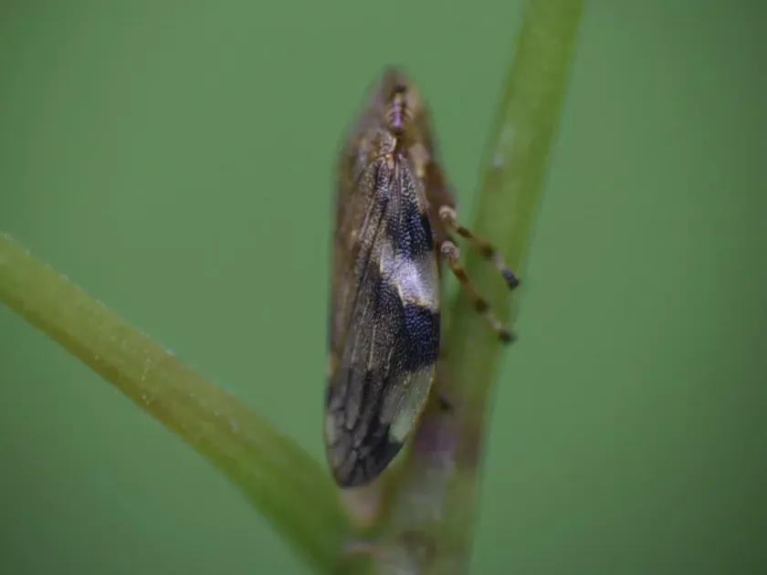 Four-spotted froghopper