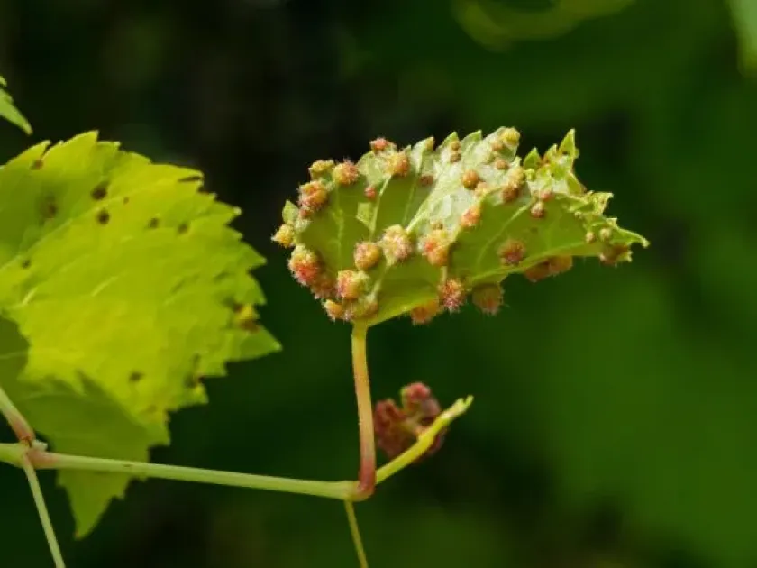 Aphanostigma