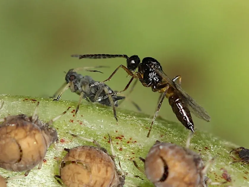 Aphidius fabarum