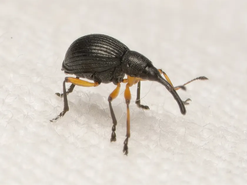 Clover seed weevil