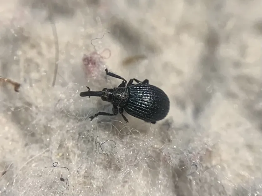 Alfalfa seed curculio