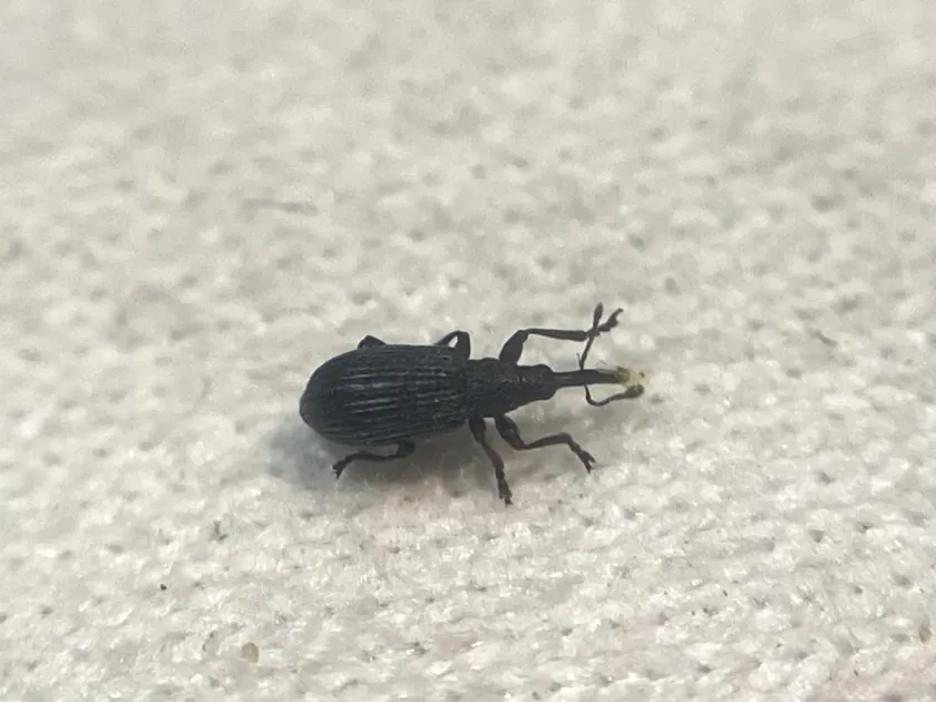 Apion intermedium