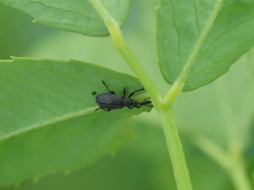 Sweet clover seed weevil