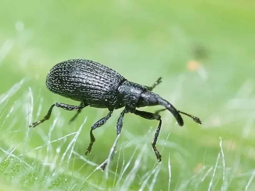 Apion occidentale