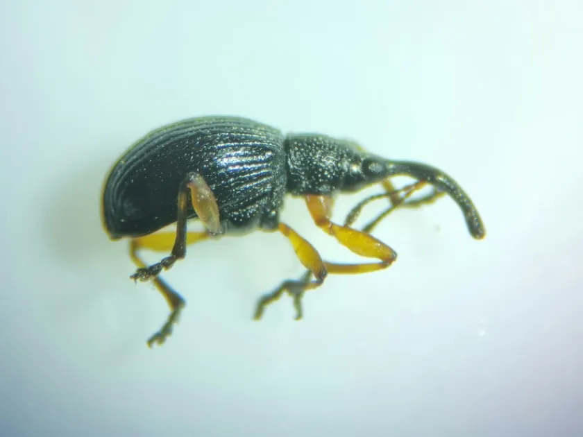 Clover seed weevil