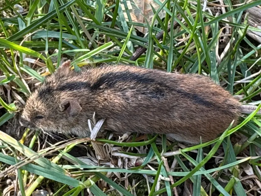 Striped field mouse