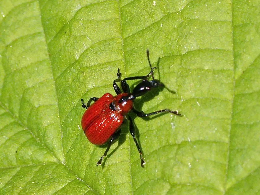 Red-winged leaf-rolling weevil