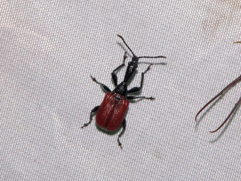 Jekel's leaf-rolling weevil