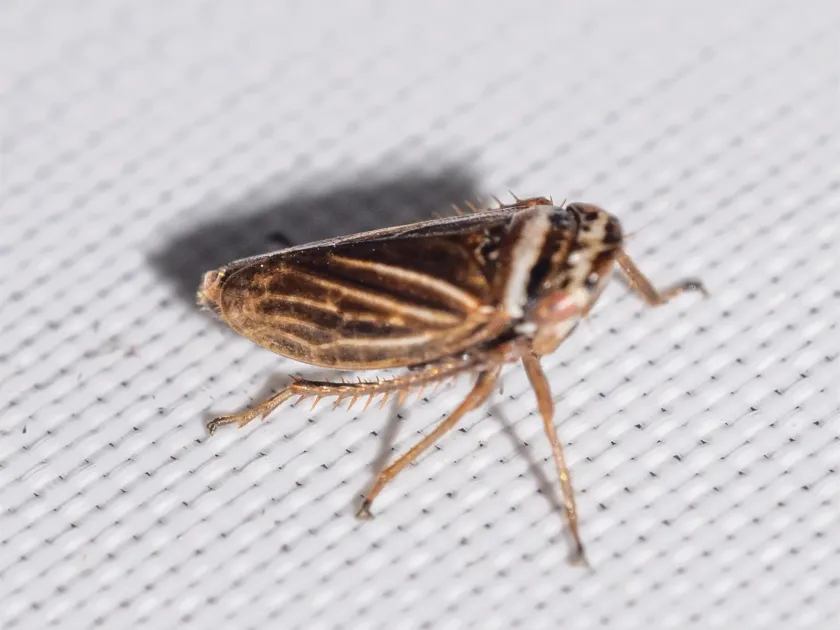 Aphrodes