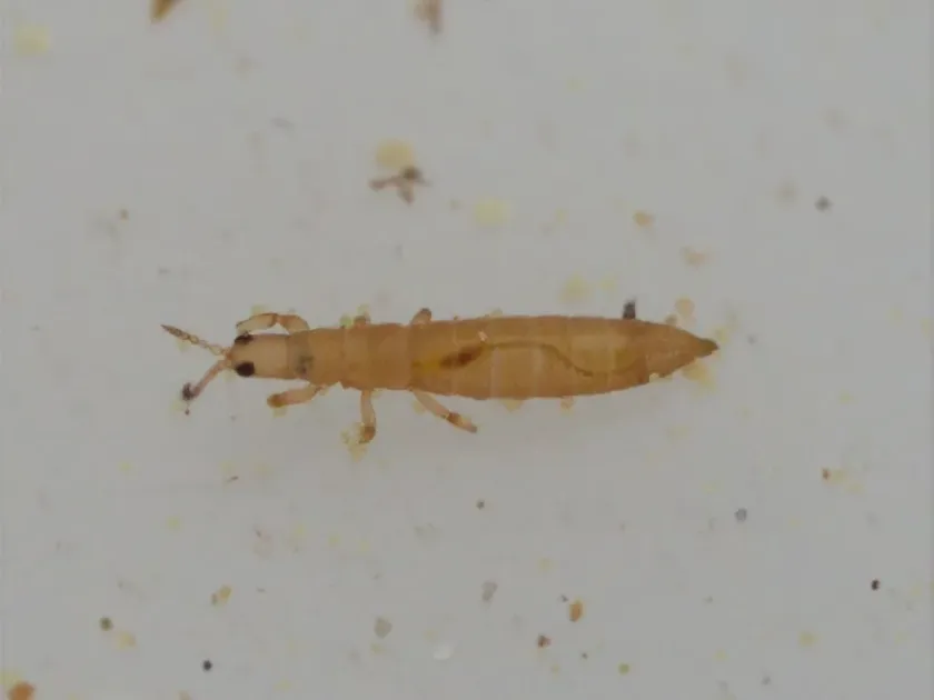 Aptinothrips