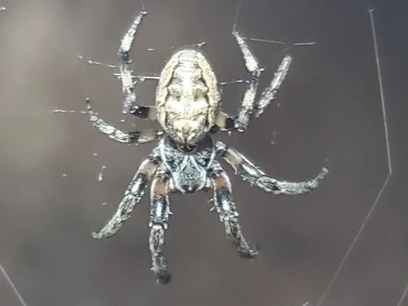 Furrow spider