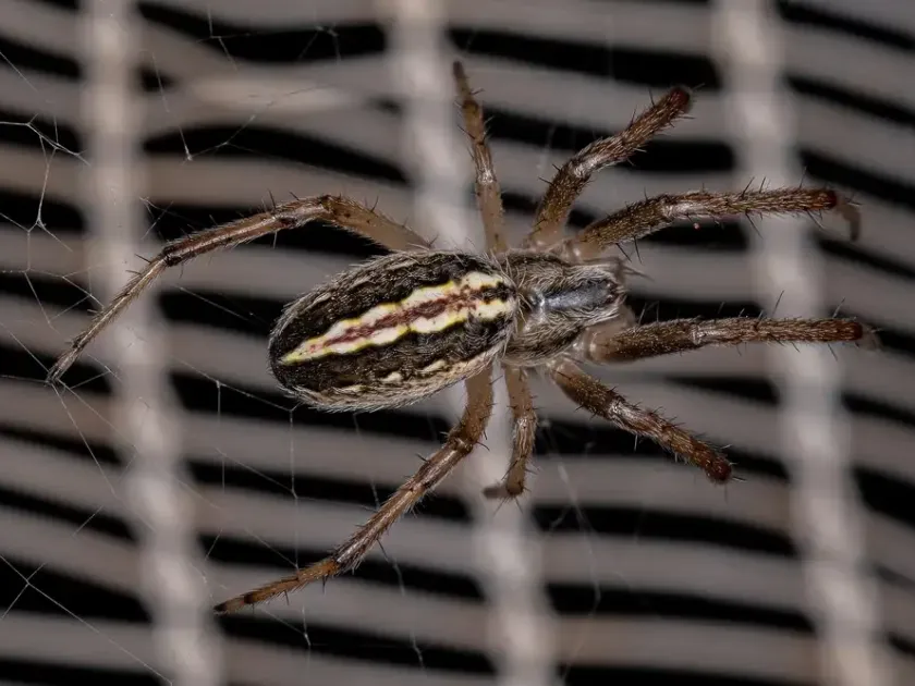 Neoscona sinhagadensis
